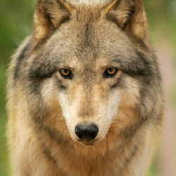 Wolf.Keeper avatar