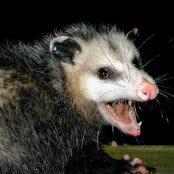 Swirlyopossum avatar