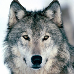 Wolf_Attack avatar